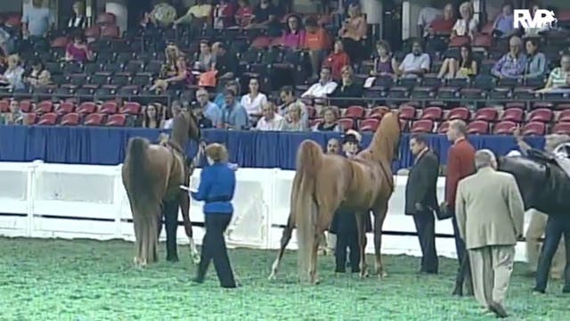 2010 World's Championship Horse Show ...