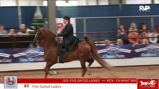 MC24 - Class 23 - Five Gaited Ladies