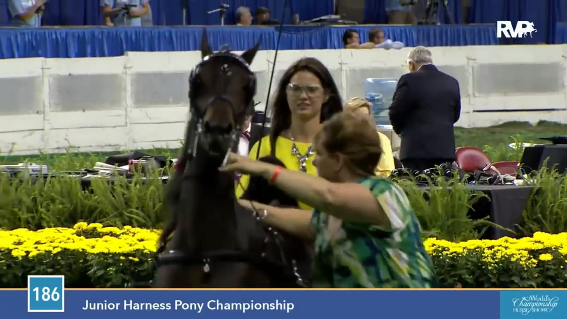 2015 WCHS - Class 186 Junior Harness Pony Championship