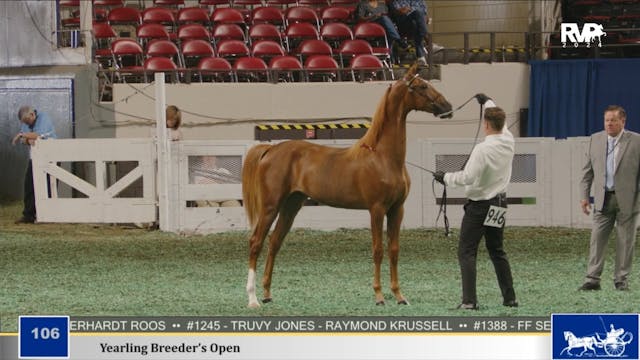 WCHS24 - Class 106 - Yearling Breeder...