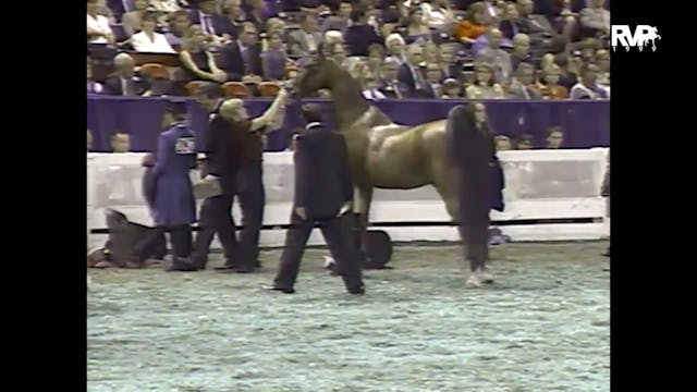 1999 WCHS - Class 218 Three Gaited Ju...