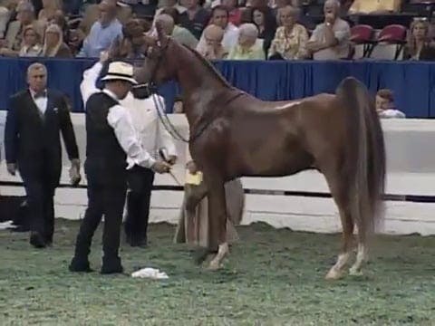 2008 WCHS Class 206 Amateur Ladies Th...