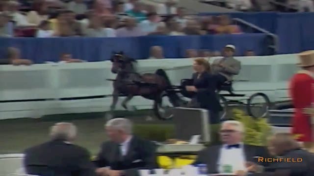 2002 WCHS Class 54 Stallion & Gelding...