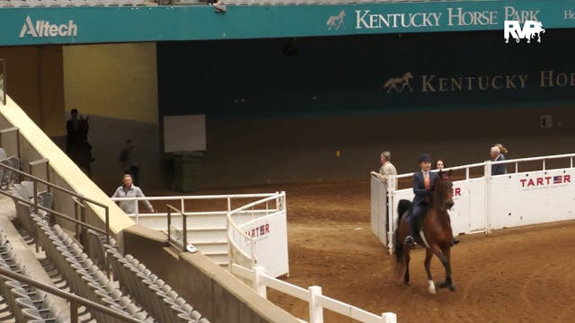 KYSP24 - Class 56 - ASB Three Gaited ...