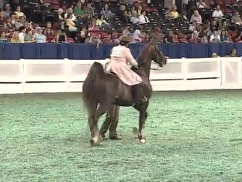 2008 WCHS Class 24 Junior Exhibitor 1...