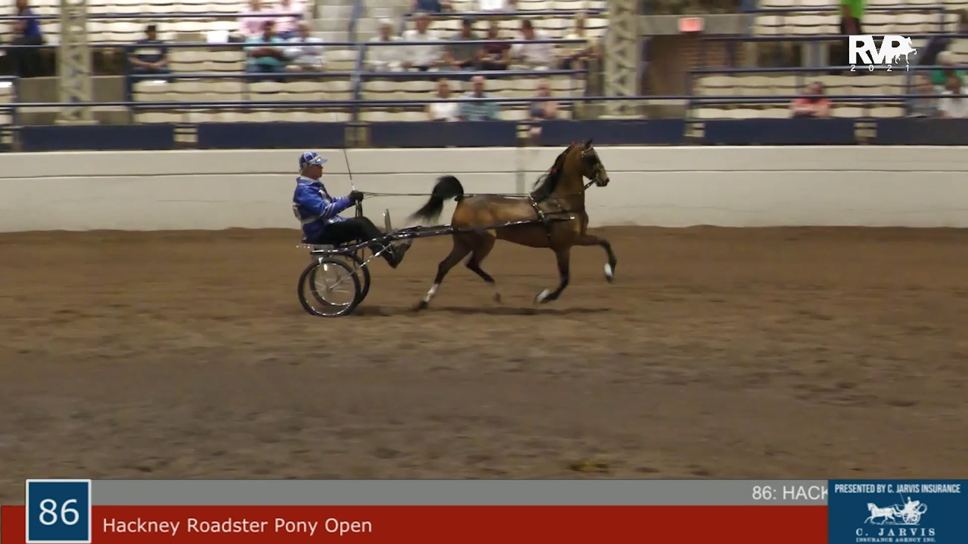 MW21 - Class 86 - Hackney Roadster Pony Open