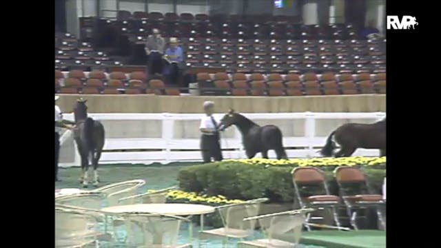1988 WCHS Class 49 AHHS Get Of Sire