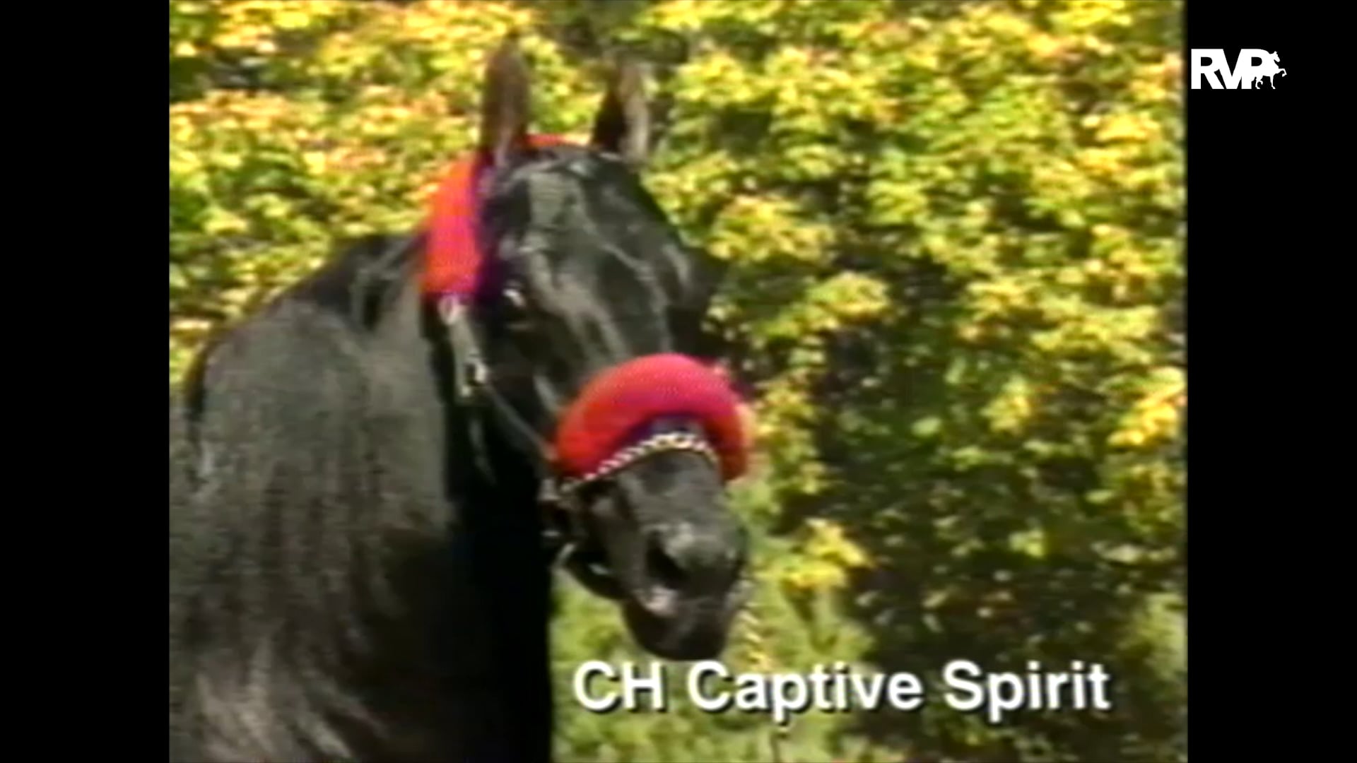 Looking back at 1994 CH Captive Spirit