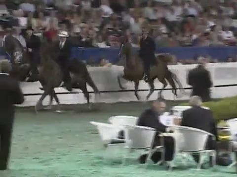 2008 WCHS Class 153 Five Gaited Geldi...