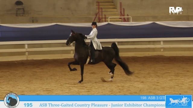 BR24 - Class 195 - ASB Three-Gaited C...