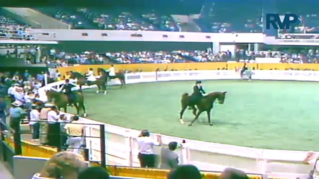 1987 WCHS Class 62 3 Gaited Junior Ex...