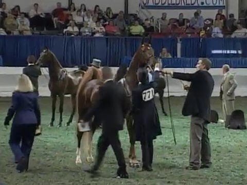 2008 WCHS Class 162 Junior Three Gait...