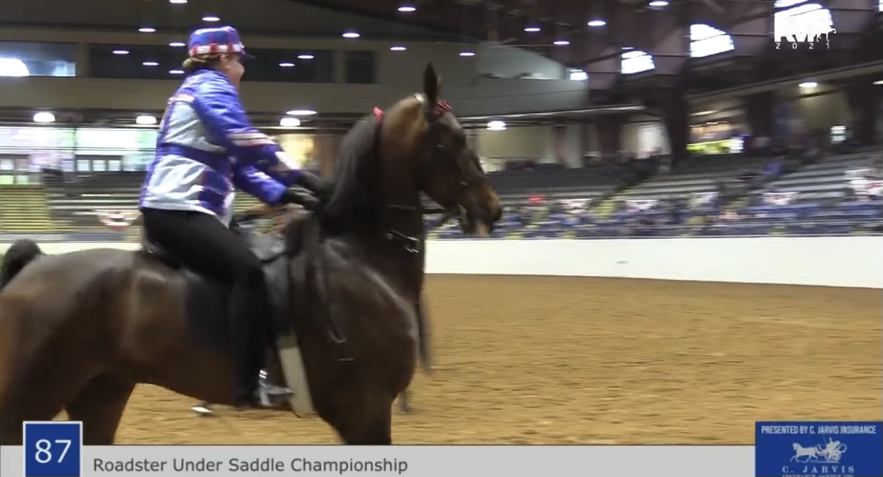 BB21 - Class 87 - Roadster Under Saddle Championship