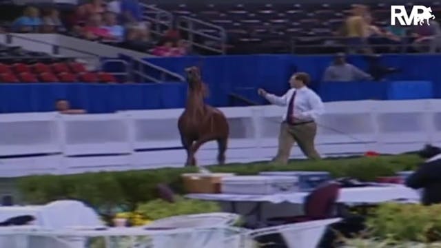 2009 World's Championship Horse Show ...