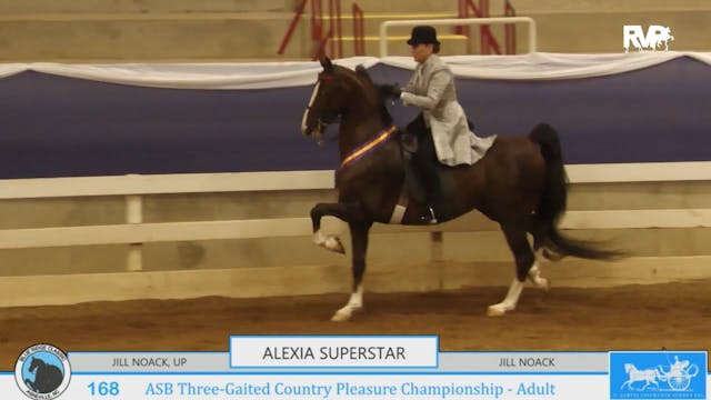 BR24 - Class 168 - ASB Three-Gaited C...