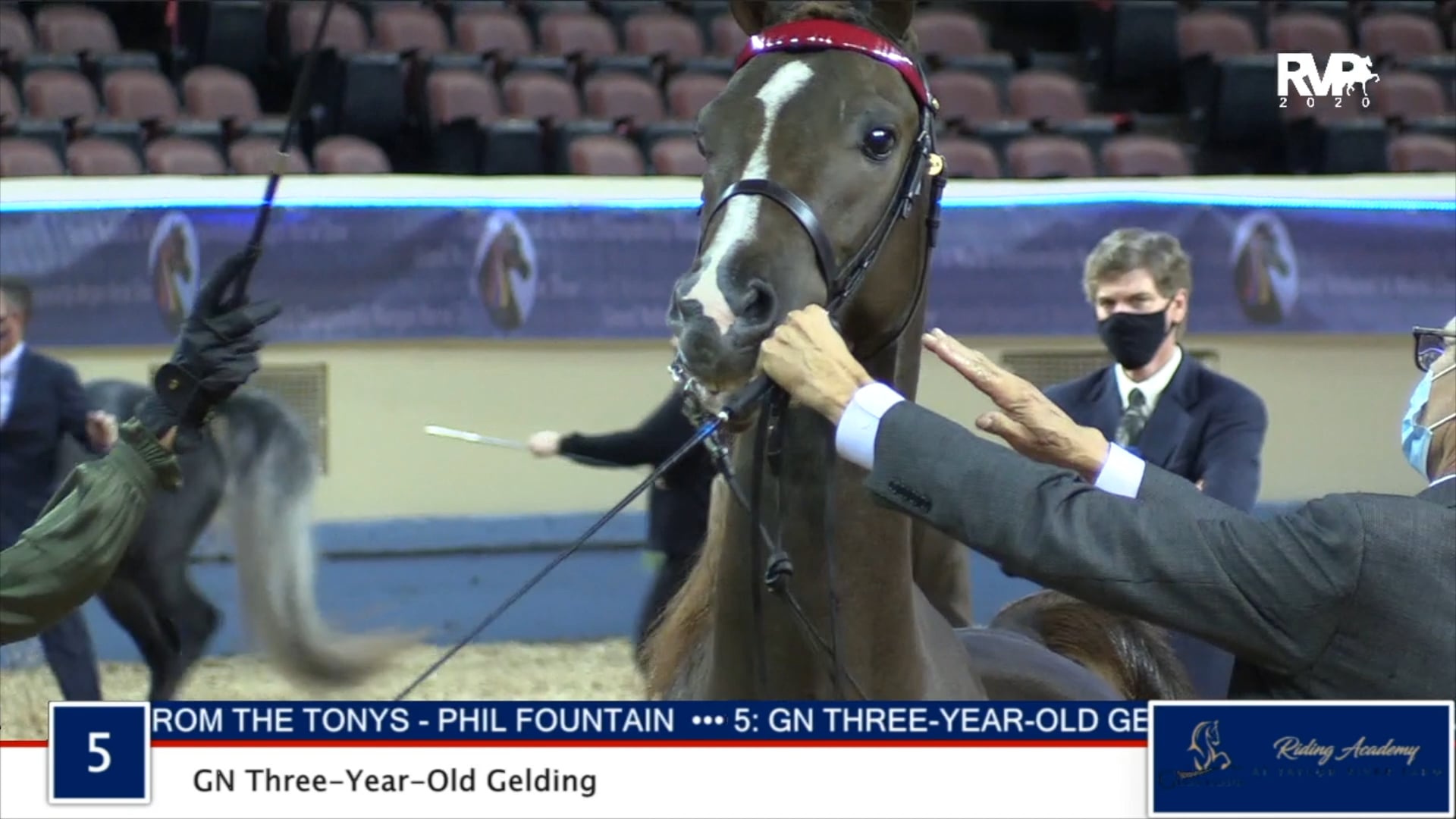 MGN20 - Class 5 - GN Three-Year-Old Gelding