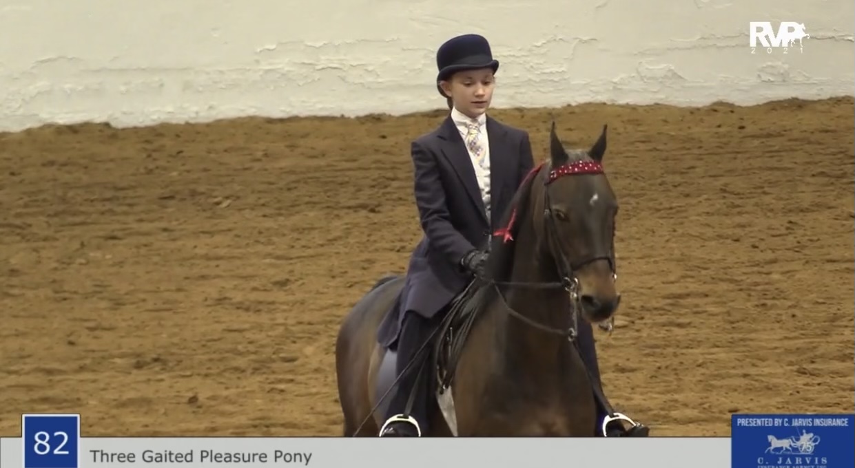 BB21 - Class 82 - Three Gaited Pleasure Pony