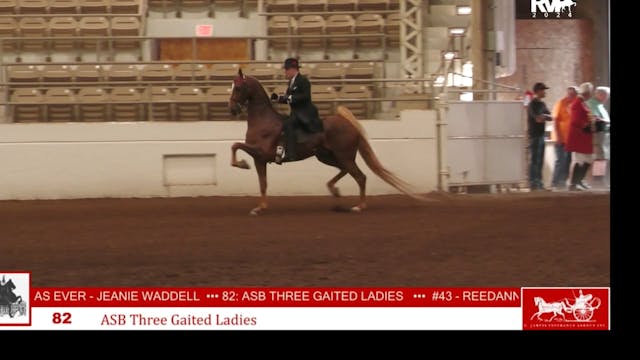 MW24 - Class 84 - ASB Three Gaited Ov...