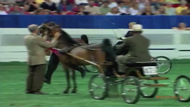 2002 WCHS Class 13 Harness Pony Mare ...