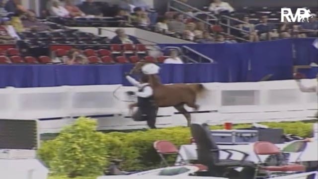 2007 WCHS Class 83 Yearling Breeders'...