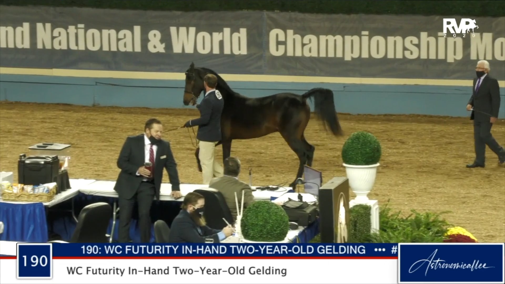 2020 MGN - Class 190 WC Futurity In-Hand Two-Year-Old Gelding