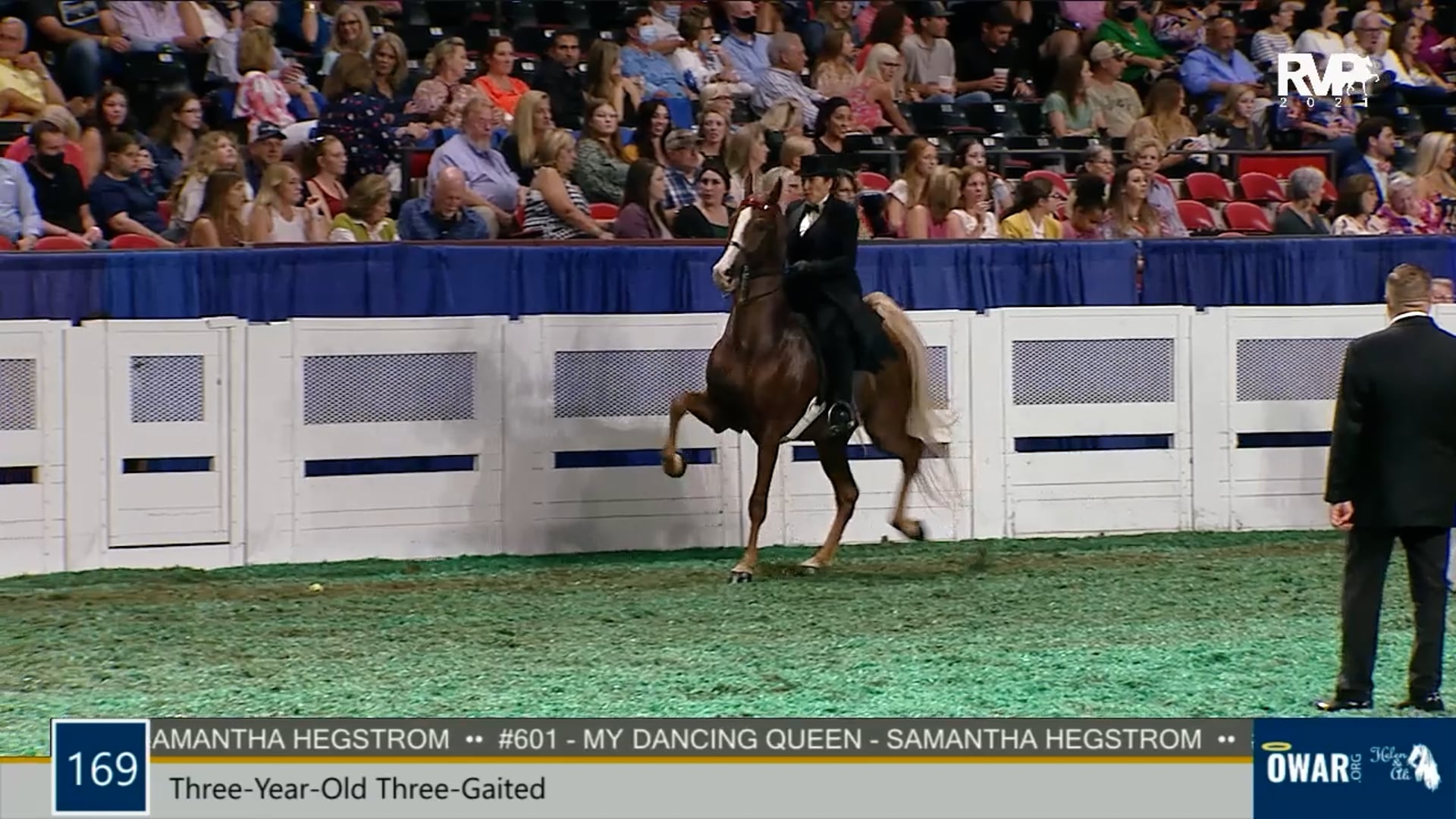 WCHS21 - Class 169 - Three-Year-Old Three-Gaited
