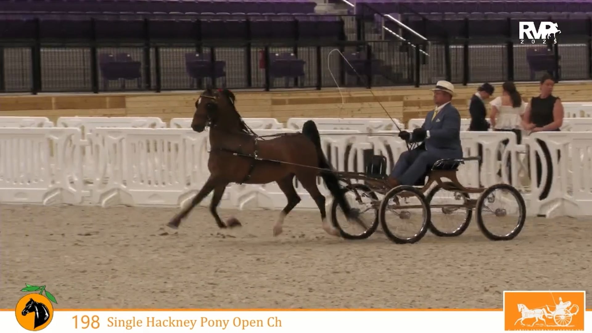 CC25 - Class 198 - Single Hackney Pony Open CH