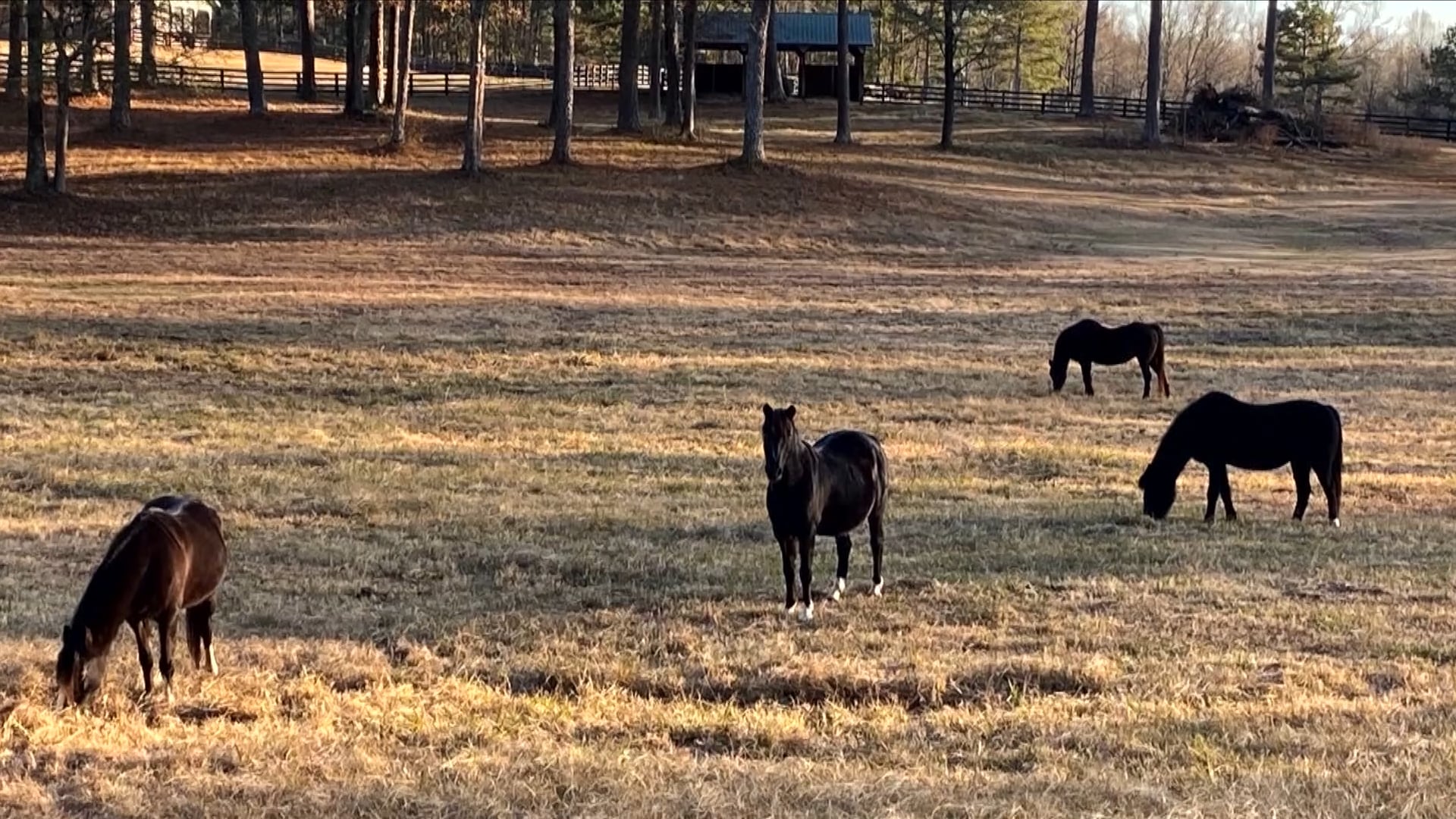 Kathryn & Carl Nichols - John H. and Maybelle L. Costello 
National Breeder Award