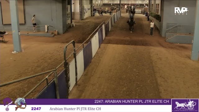 YAN24 - Class 2247 - Arabian Hunter P...