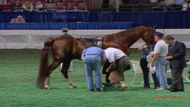 2002 WCHS Class 18 Three Gaited Show ...