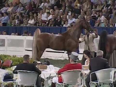 2008 WCHS Class 209 Five Gaited Junio...