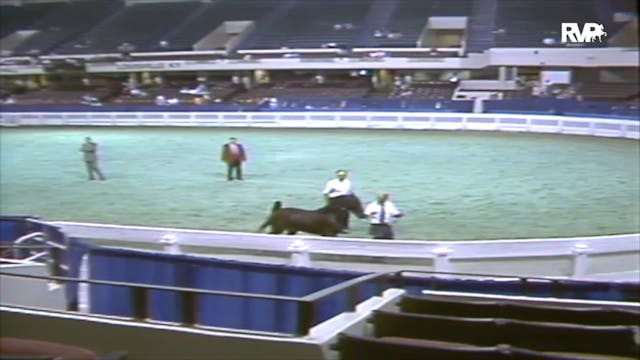 1991 WCHS Class 53 AHHS Hackney Pony ...