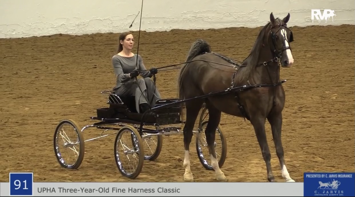 BB21 - Class 91 - UPHA Three Year Old Fine Harness Classic