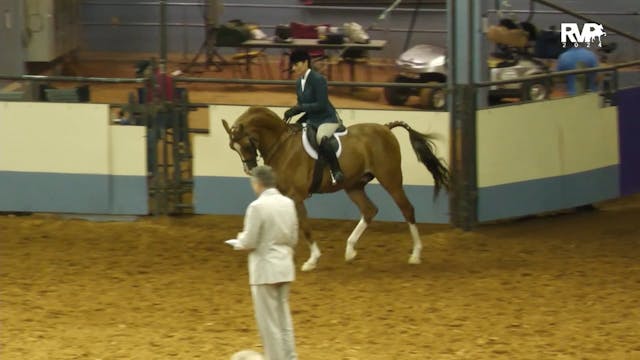 YAN24 - Class 291 - Arabian Hunter Pl...