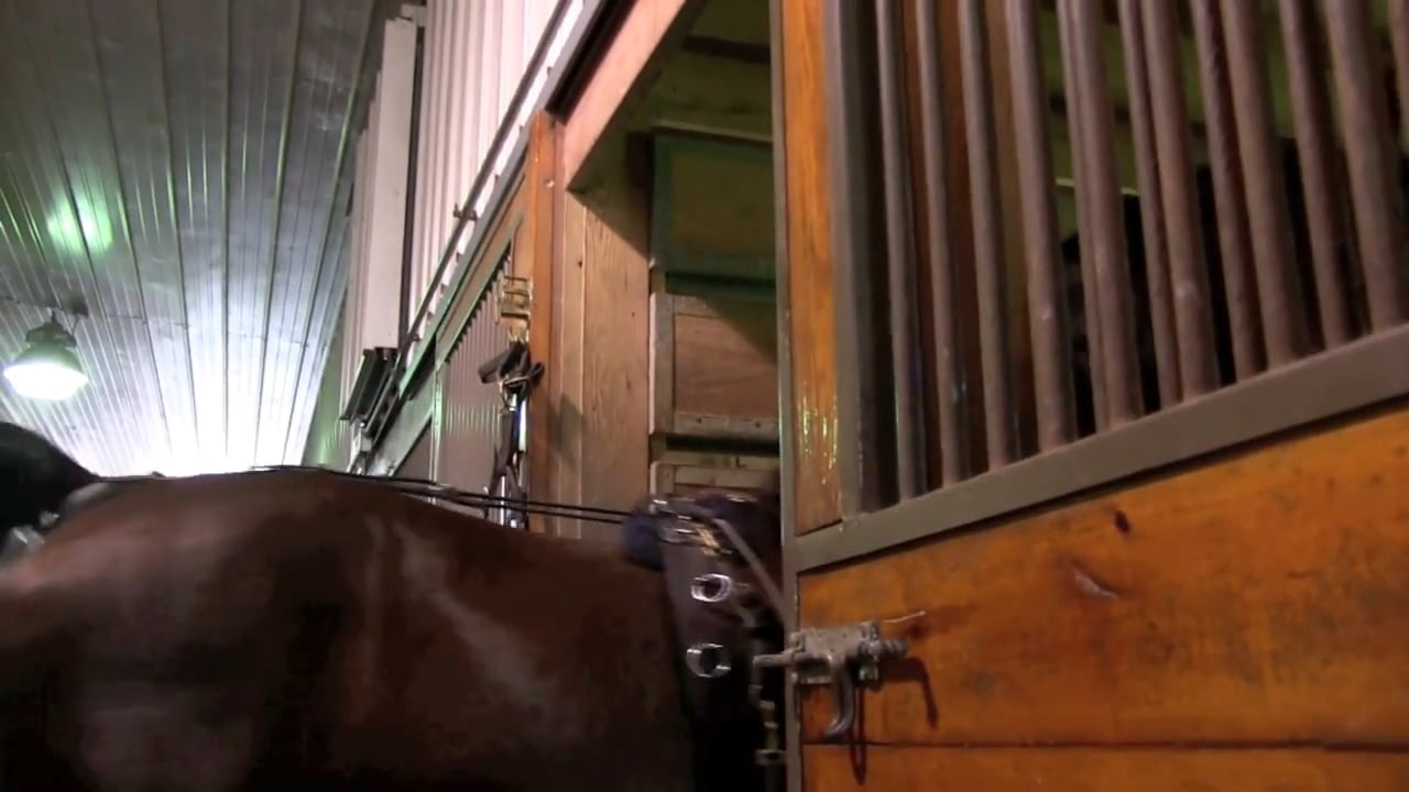 An Old Friend at Willowbank - August 2017