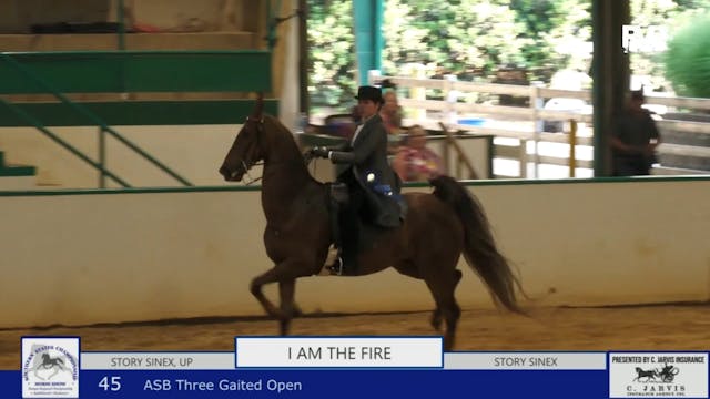 SS24 - Class 45 - ASB Three Gaited Open