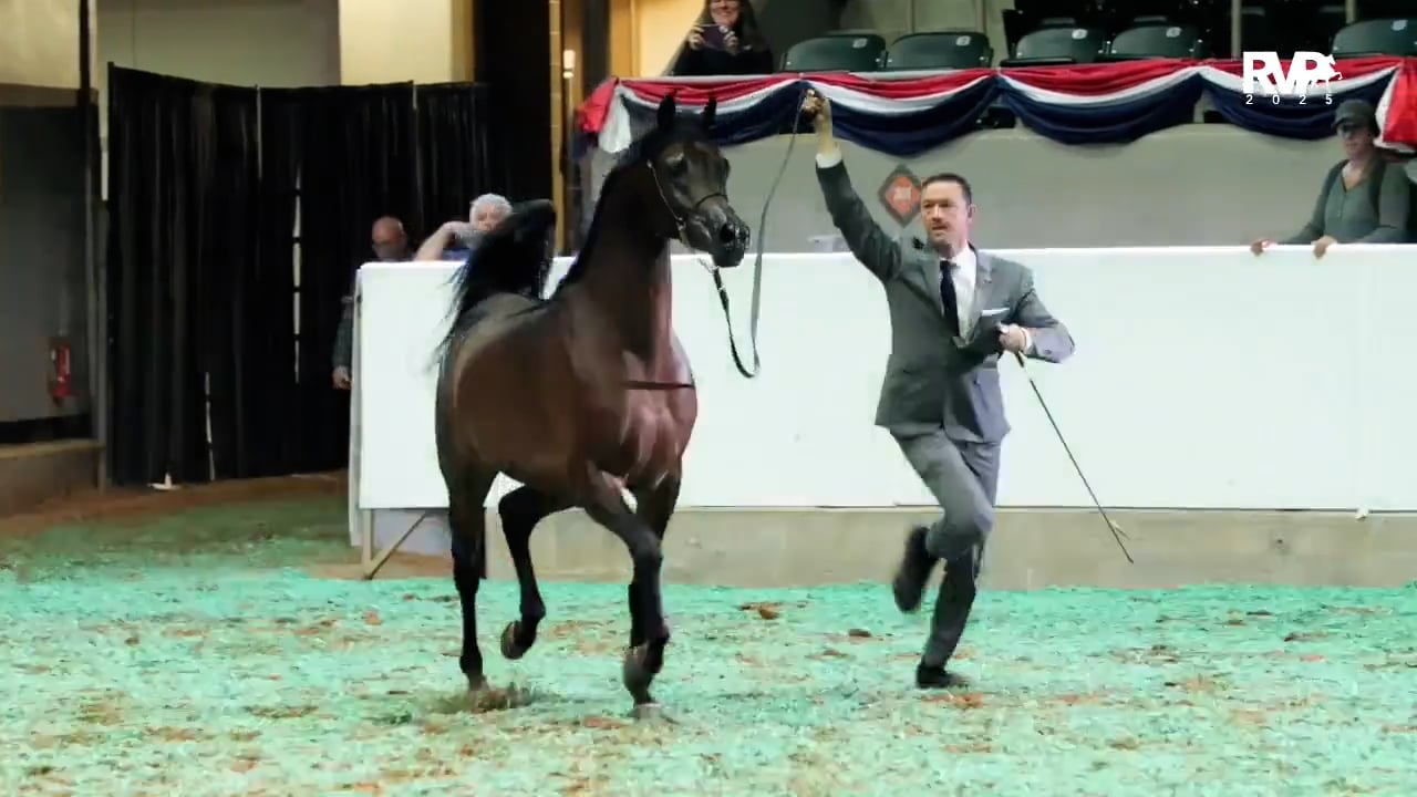 2025 Arabian Nationals - First Saturday Afternoon - Mustang