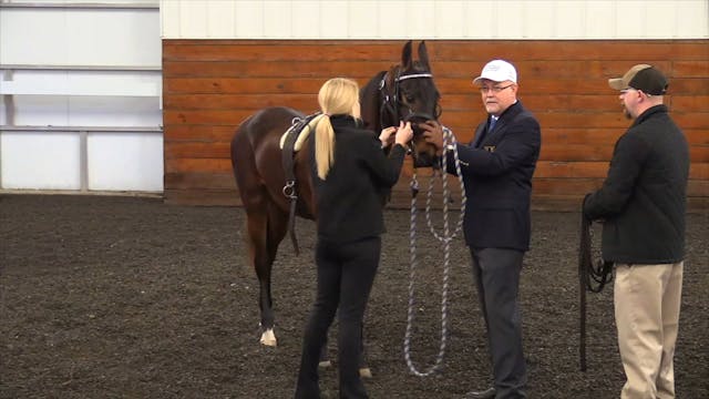Starting a Horse or Pony -  With Chuc...