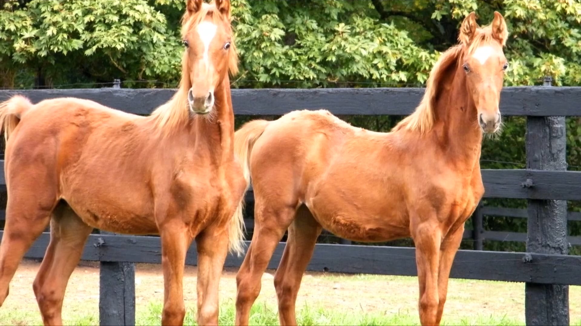 Singing Hills - ASHA Meritorious Service Award
And the ASHA Breeder Hall of Fame