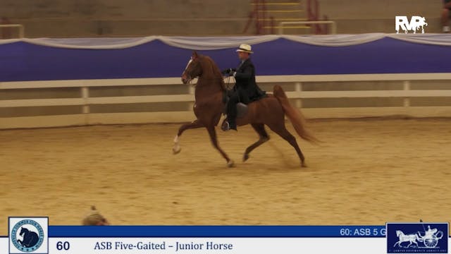 ASF25 - Class 60 - ASB Five Gaited Ju...