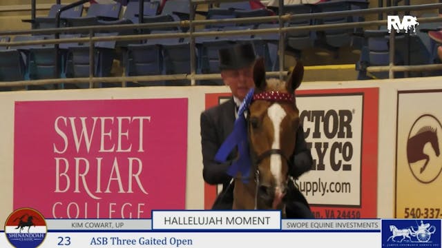 SC24 - Class 23 - ASB Three Gaited Open