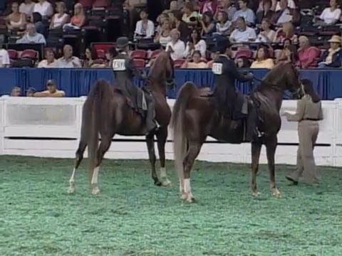 2008 WCHS Class 20 16 Year Old Saddle...