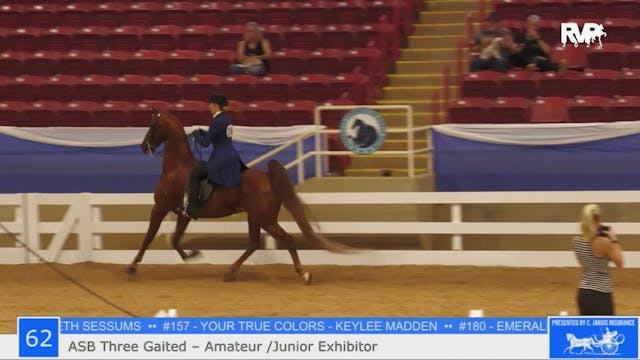ASF23 - Class 62 -  ASB Three Gaited ...