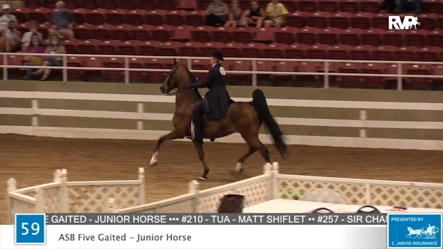 2020 ASF - Class 59 ASB Five Gaited J...
