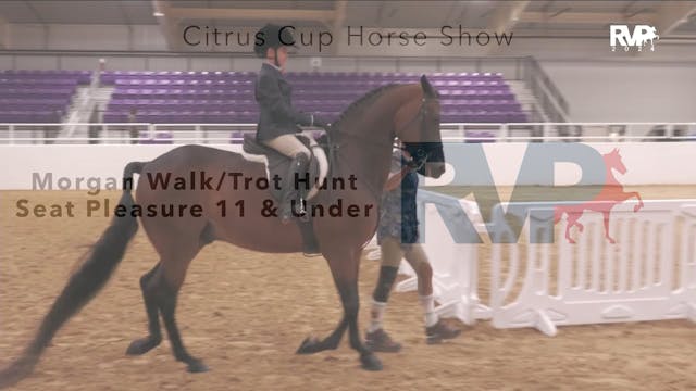 CC24 - Class 36 - Morgan Walk-Trot Hu...