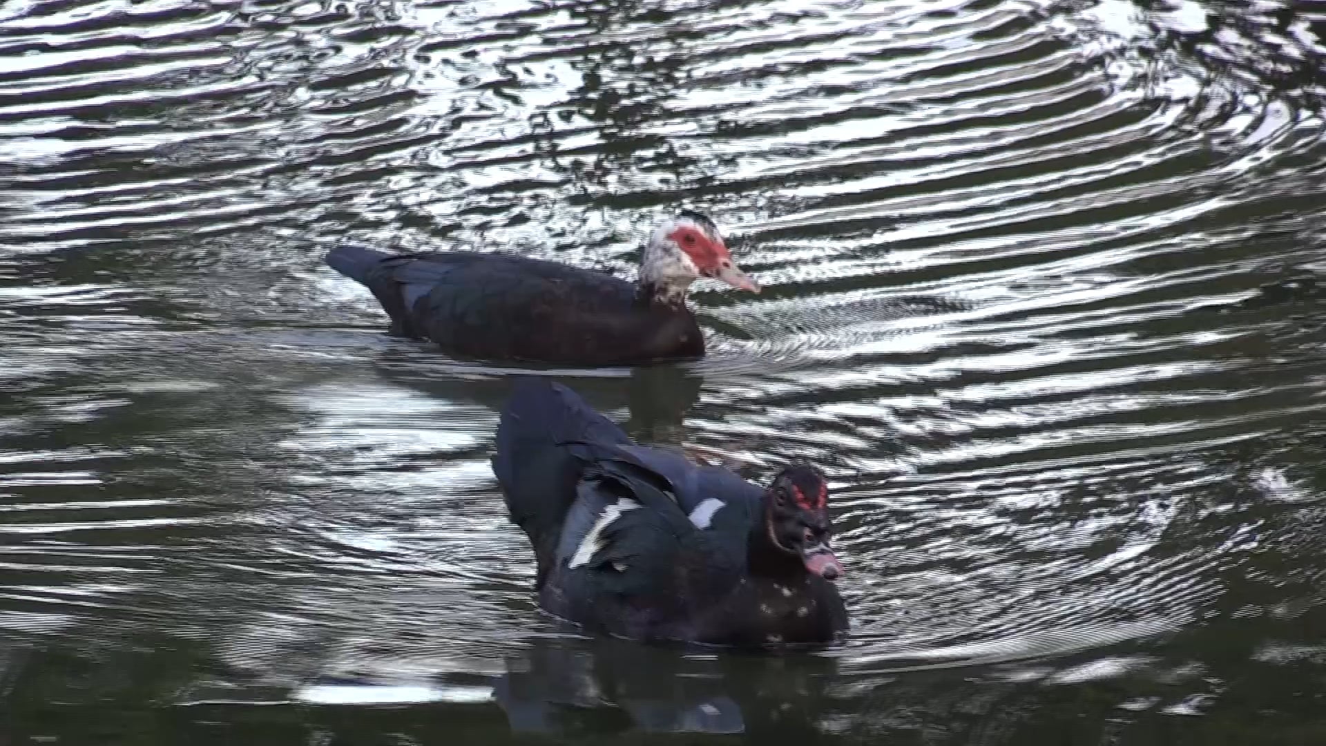 Chapter 16 2021 Header