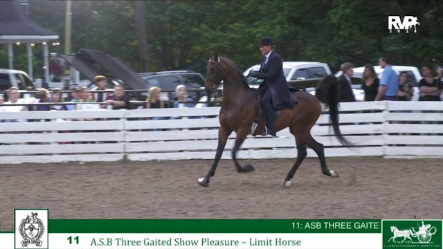 RC24 - Class 11 - ASB Three Gaited Sh...