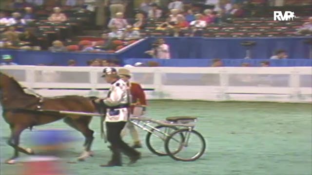 1992 WCHS Class 84 Roadster Pony Mares