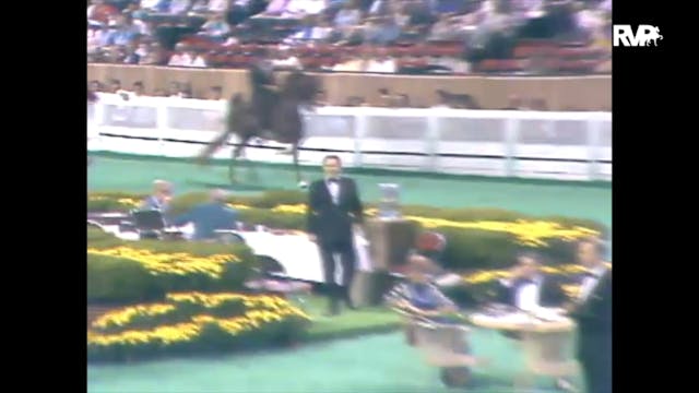 1989 WCHS Class 9 Junior Five Gaited ...