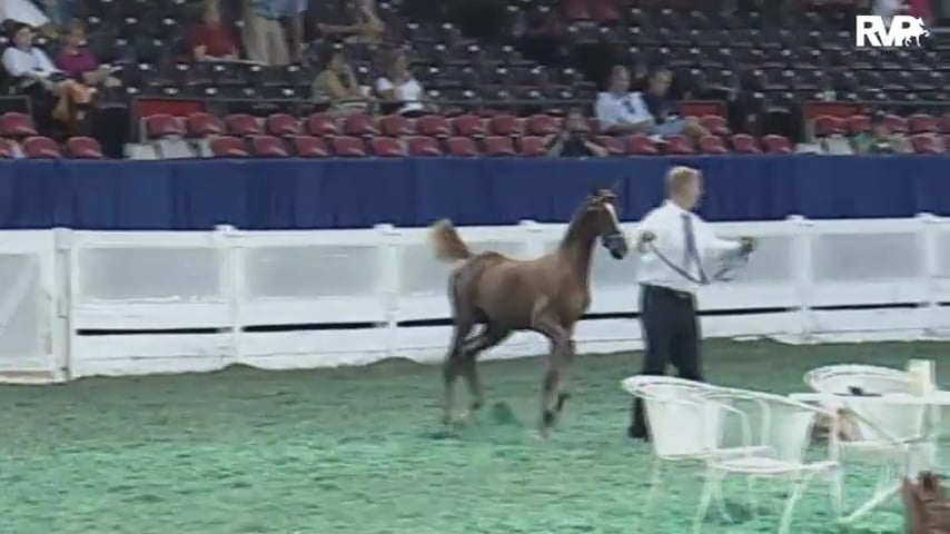 2010 World's Championship Horse Show Class 86 Weanling Breeders Open